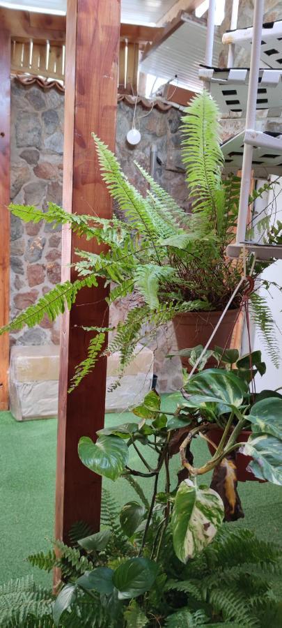 Casa El Drago-tafira Baja Privatunterkunft Las Palmas / Gran Canaria