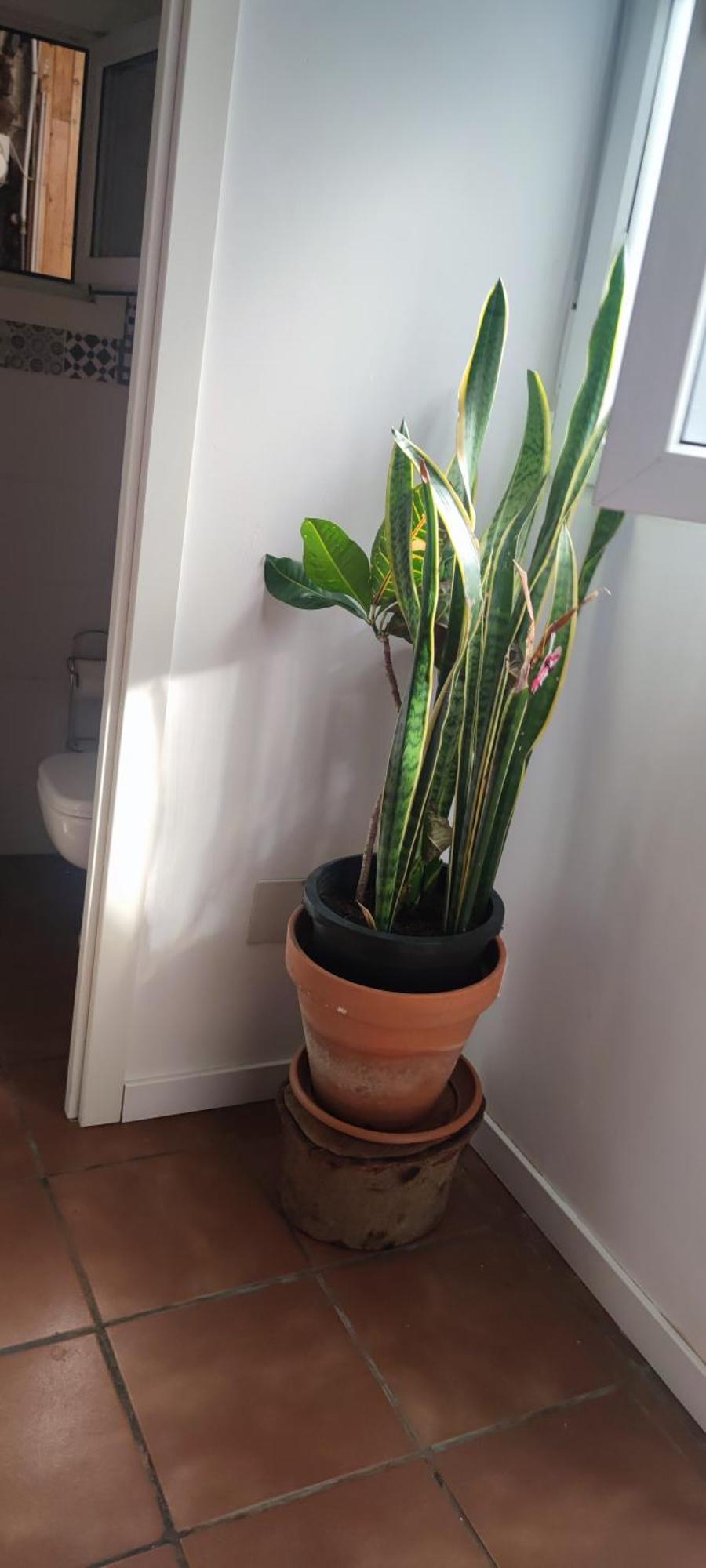 Accommodatie bij particulieren Casa El Drago-tafira Baja