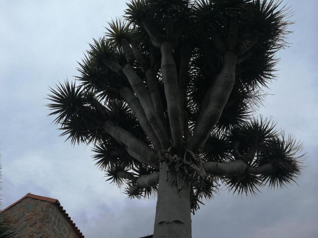 Casa El Drago-tafira Baja Accommodatie bij particulieren *