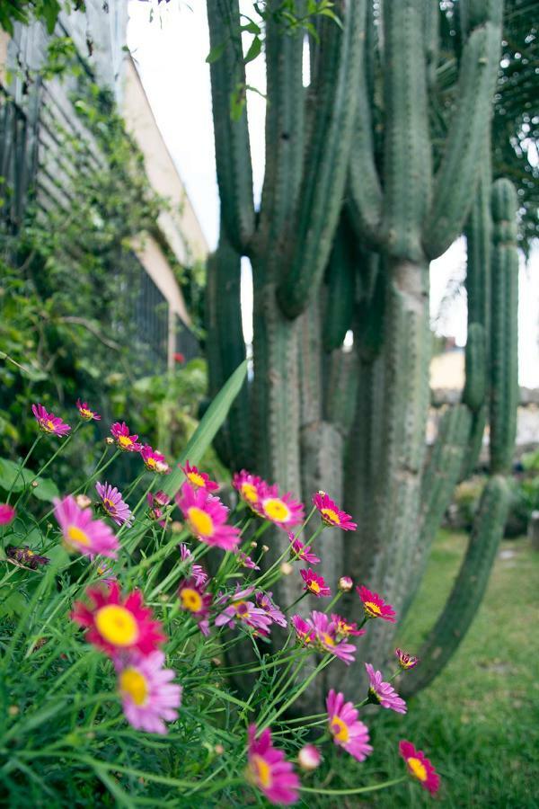 Casa El Drago-tafira Baja Accommodatie bij particulieren Las Palmas